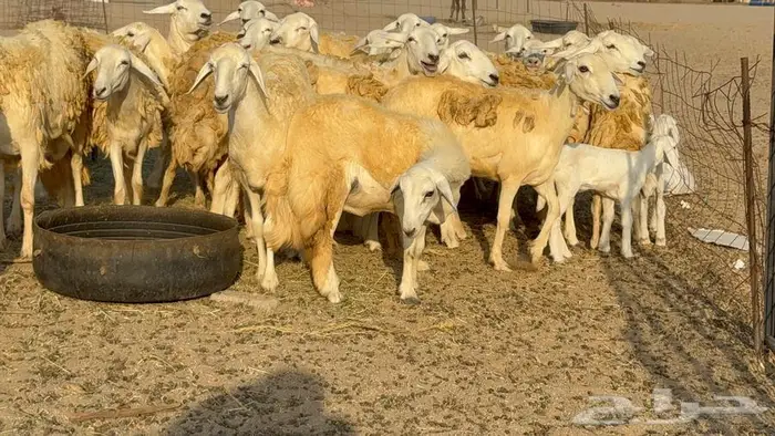 رخال 27 تحتها 3 السعر 1550 11