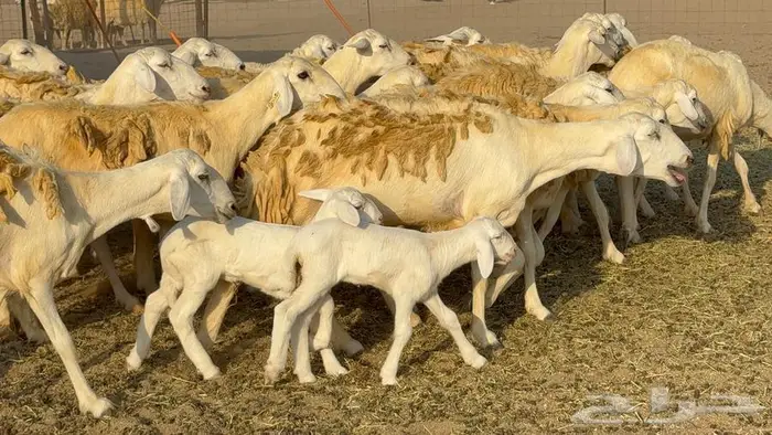 رخال 27 تحتها 3 السعر 1550 7