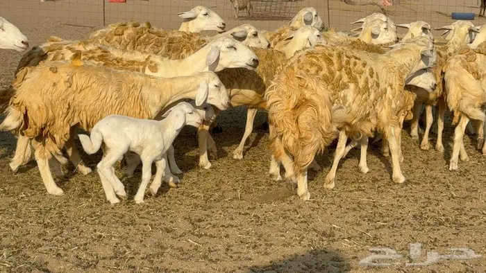 رخال 27 تحتها 3 السعر 1550 2