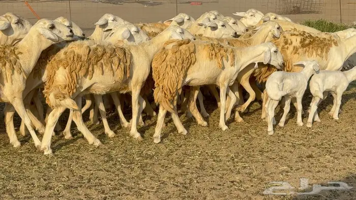 رخال 27 تحتها 3 السعر 1550 12