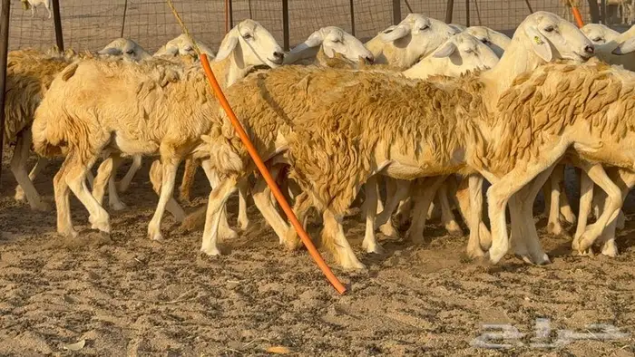 رخال 27 تحتها 3 السعر 1550 21