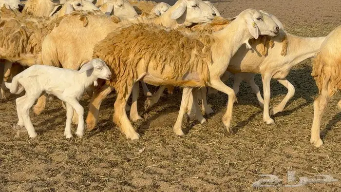 رخال 27 تحتها 3 السعر 1550 24