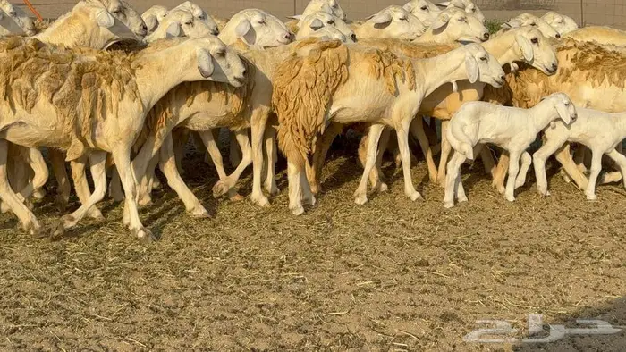 رخال 27 تحتها 3 السعر 1550 26