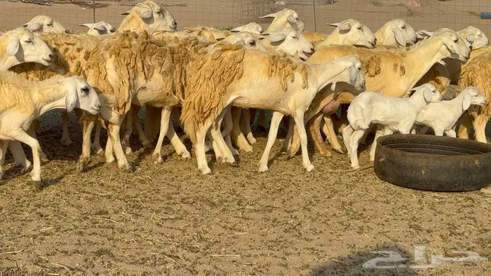 رخال 27 تحتها 3 السعر 1550 25