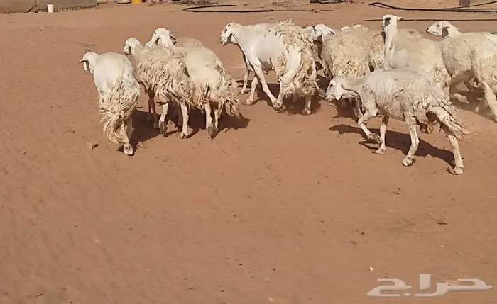 حريات حرش صنف 4