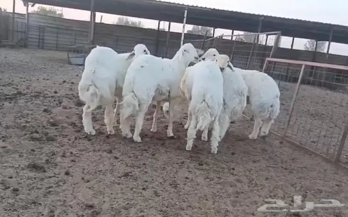 ذبايح جزلة ناهية 5