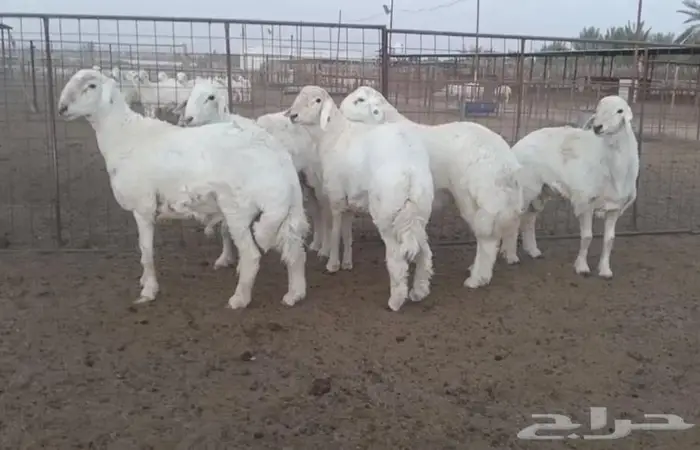 ذبايح جزلة ناهية 2