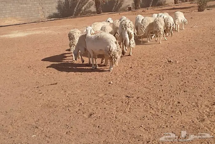 حريات حرش صنف 8