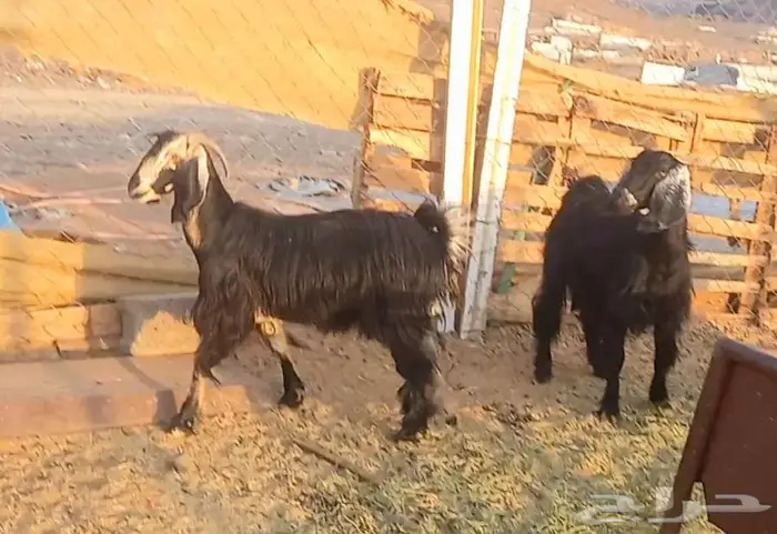 عنزين ضريع كبير 3 اشهر كشف سونار لاعلي سوم 6