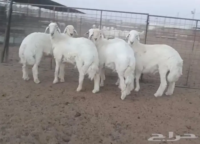 ذبايح جزلة ناهية 4