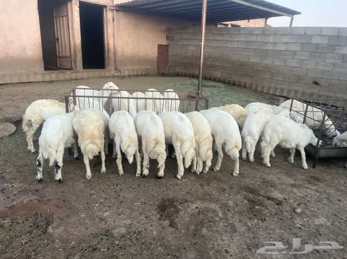 خرفان من 4-5 شهور نظيفه ومشروطه 2