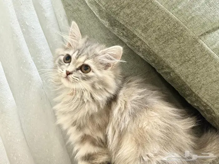 قطة صغيره للبيع 0