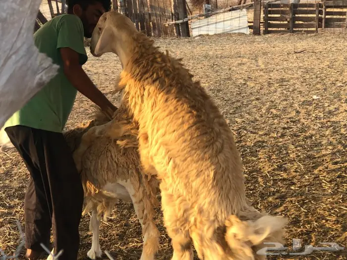 مشروع فحل حري أبرص 3