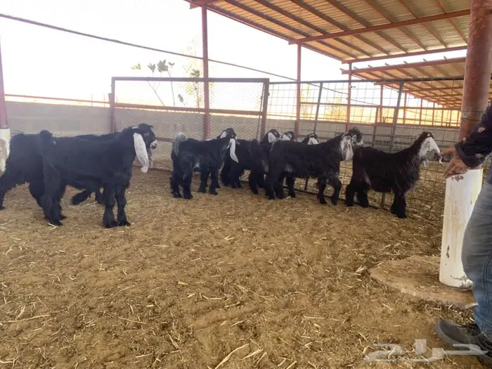 تيوس وجفار لبيع 0