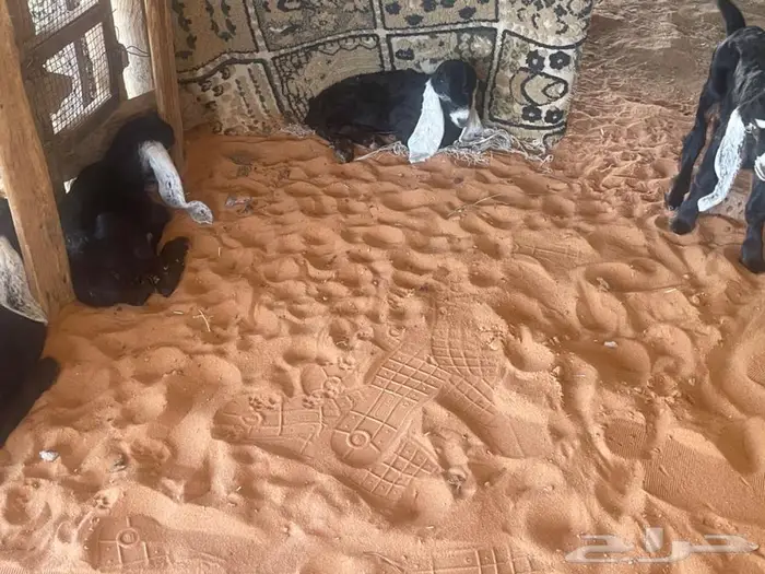 معزاء عوارض موليد 11 تحتهن 14 على ثلاثه وثنين وواحد 3