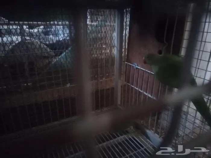 3 أزواج دره 0