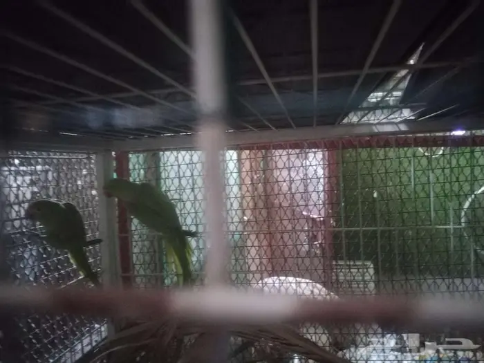 3 أزواج دره 1