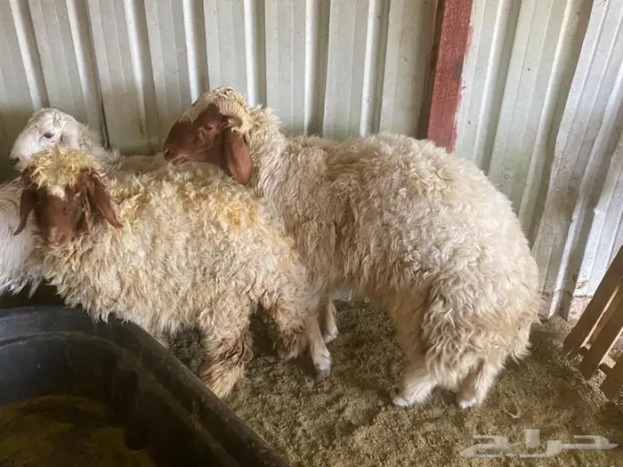 ذبايح نعيم 1