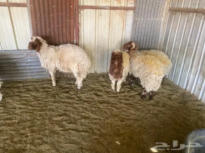 ذبايح نعيم 2