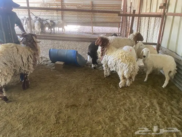 ذبايح نعيم 3