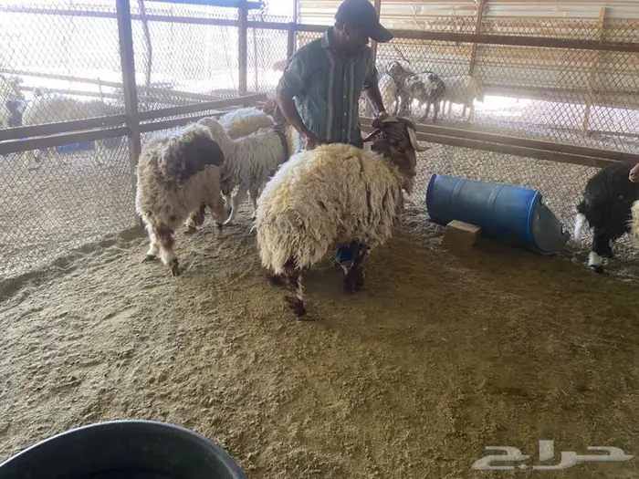 ذبايح نعيم 5