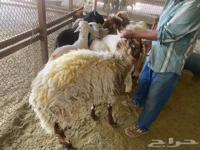 ذبايح نعيم 4