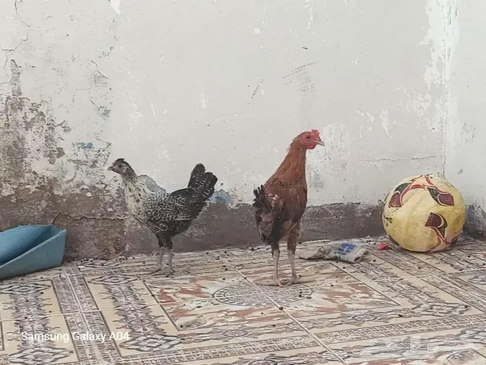 دجاج و ديك وارانب زوج للبيع 2