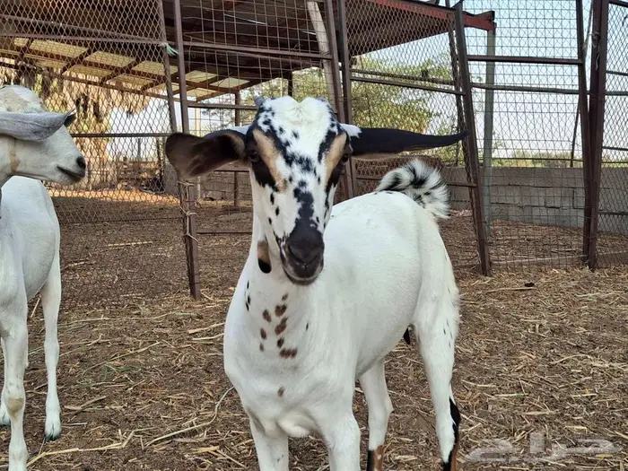 ماعز بيش مرخ 0