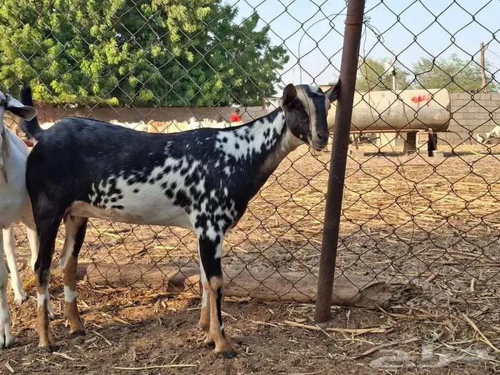 ماعز بيش مرخ 2
