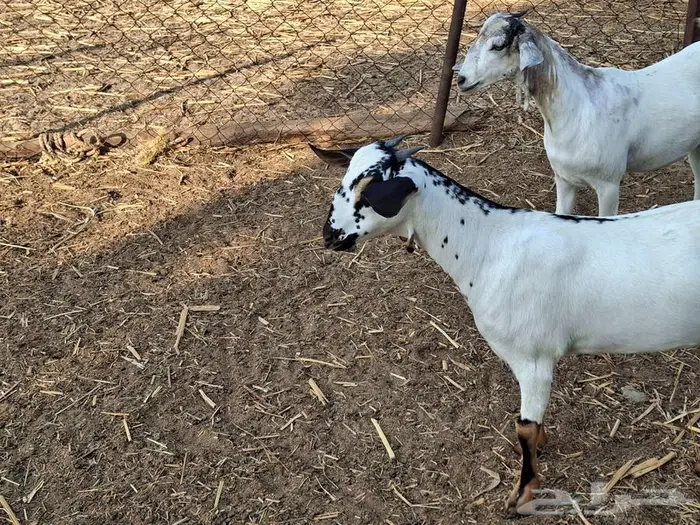 ماعز بيش مرخ 4