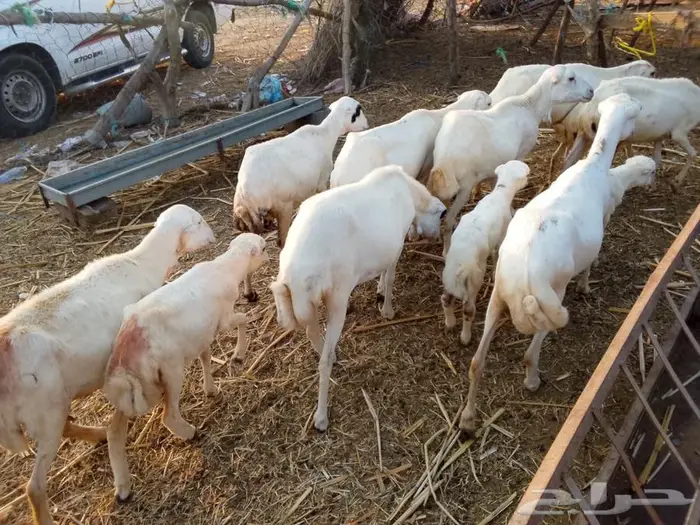 ضان بلدي العدد 10 بينها مناتيج 4