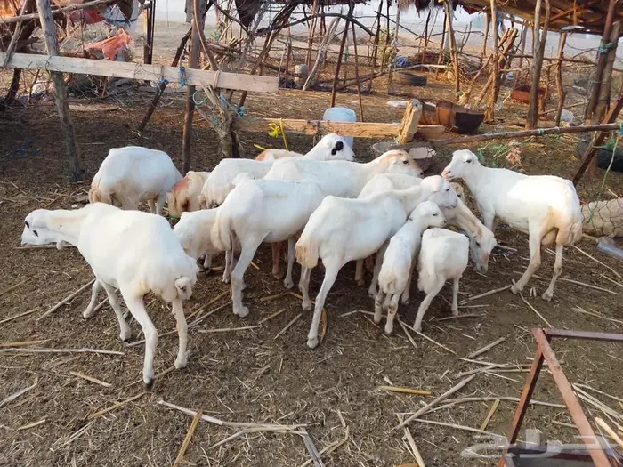 ضان بلدي العدد 10 بينها مناتيج 3