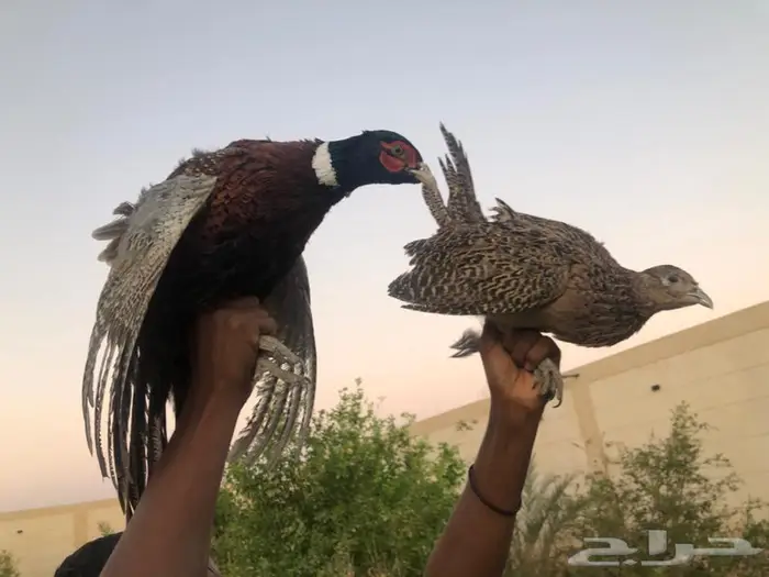 طيور الفزن للبيع 2