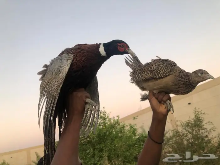 طيور الفزن للبيع 0
