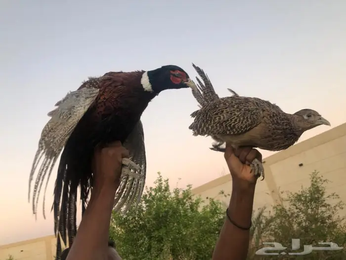 طيور الفزن للبيع 1