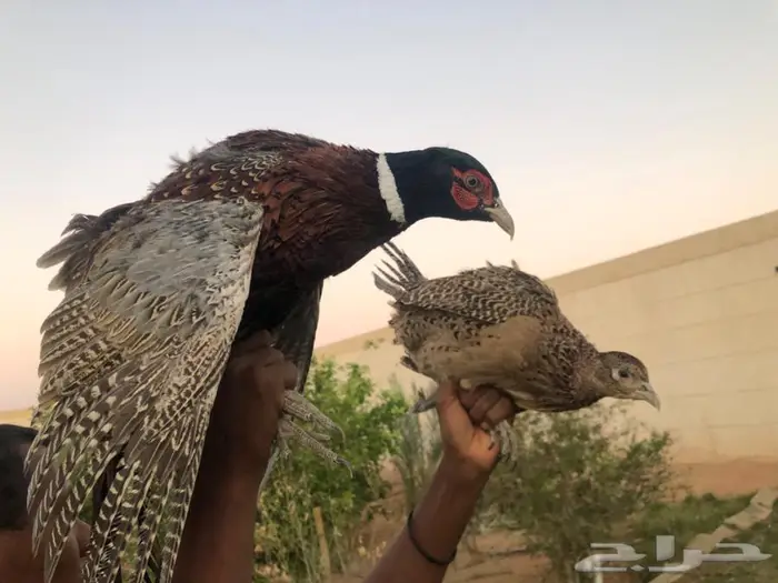 طيور الفزن للبيع 3