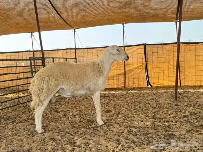 فحل صنف ثني مشروط على الفيديو 1