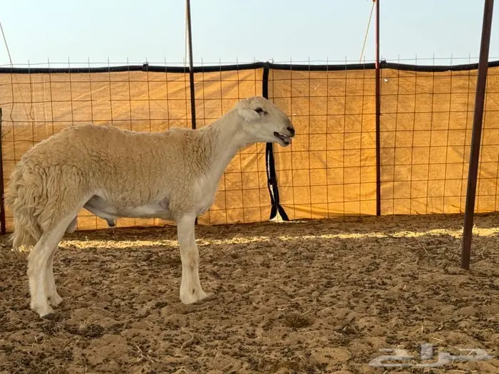 فحل صنف ثني مشروط على الفيديو 0