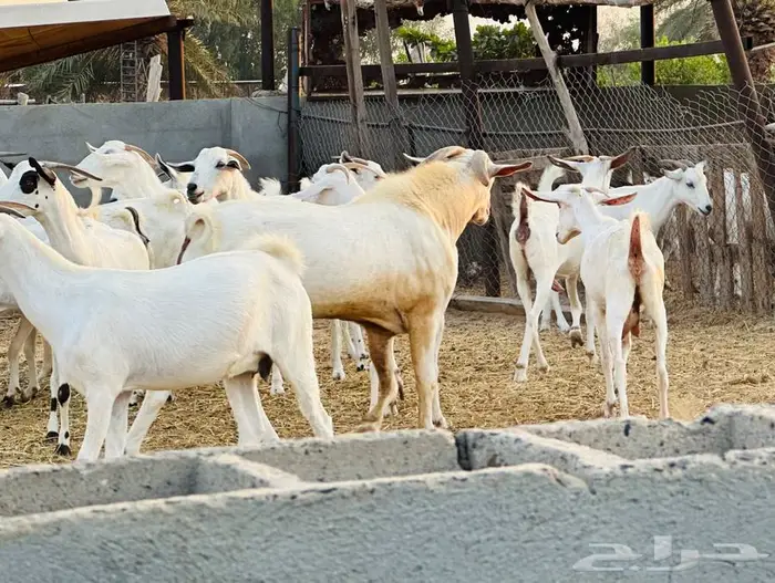 معزا بيشيات قرايب 3