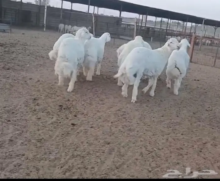 ذبايح جزلة ناهية 1