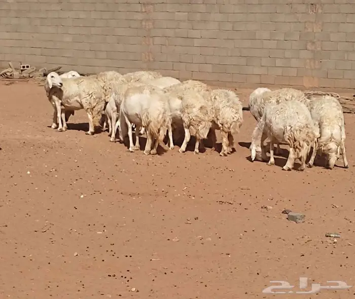 حريات حرش صنف 2