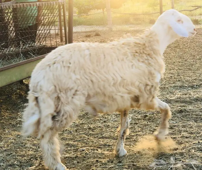 مشروع فحل حري أبرص 0