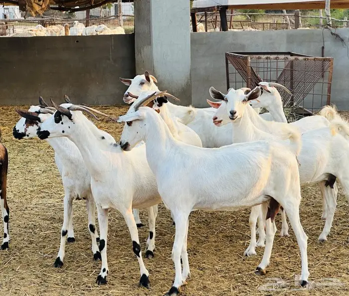 معزا بيشيات قرايب 2