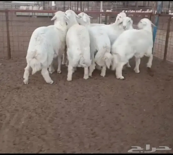 ذبايح جزلة ناهية 3