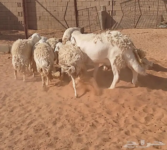 حريات حرش صنف 9