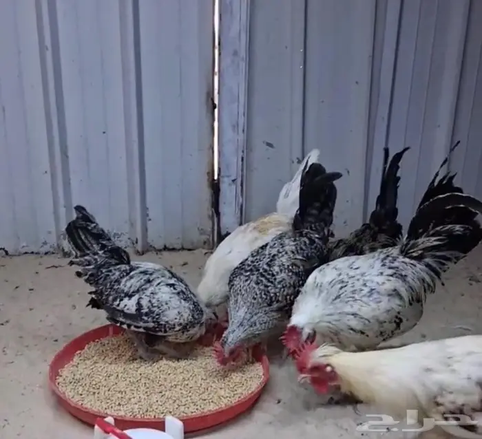 10 ديوك عربي 0