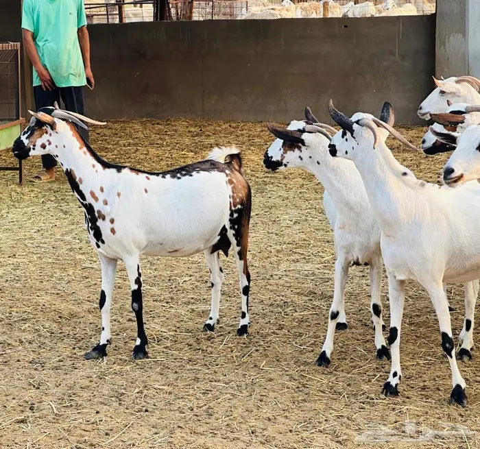 معزا بيشيات قرايب 4