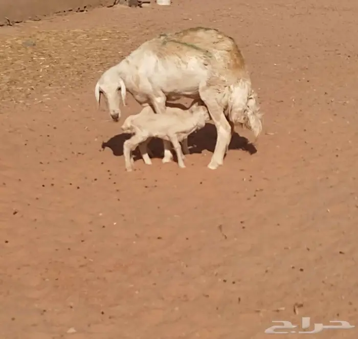 حريات حرش صنف 14