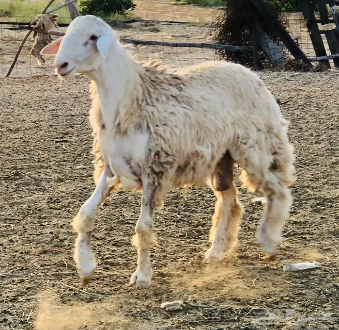 مشروع فحل حري أبرص 4