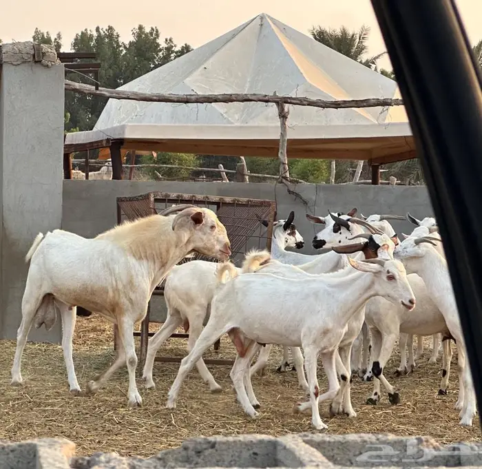 معزا بيشيات قرايب 0